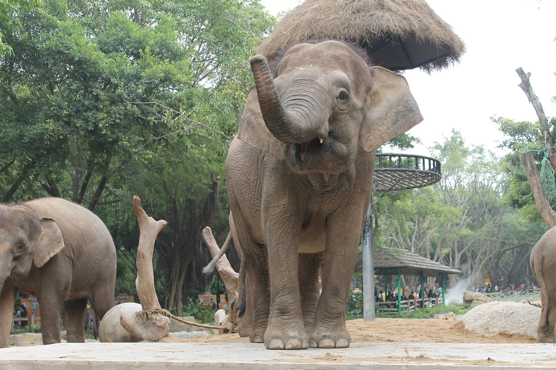 Asian elephants at Chimelong Safari Park in Panyu