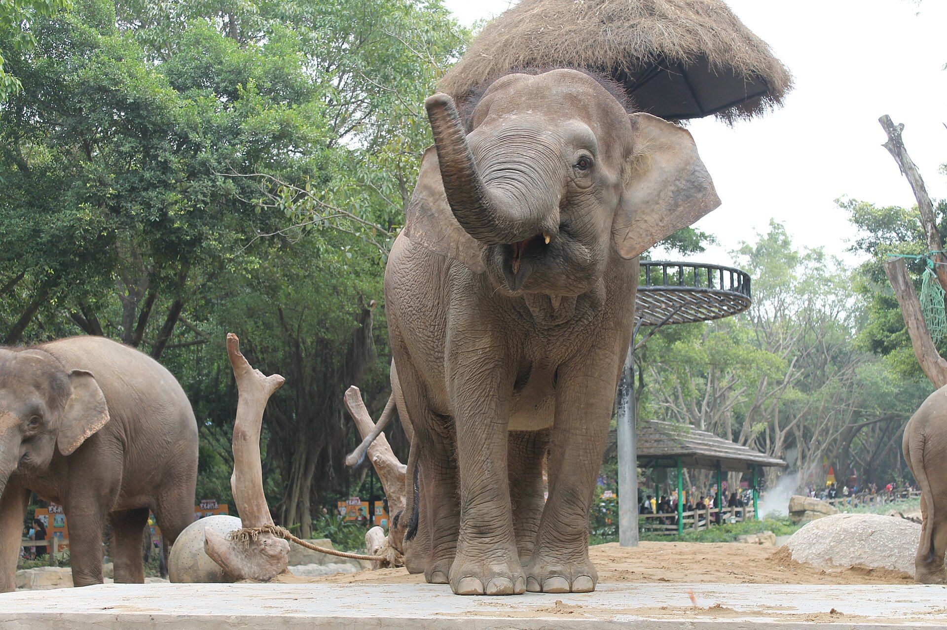 Asian elephants at Chimelong Safari Park, Panyu